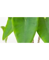 ALOCASIA ZEBRINA M32