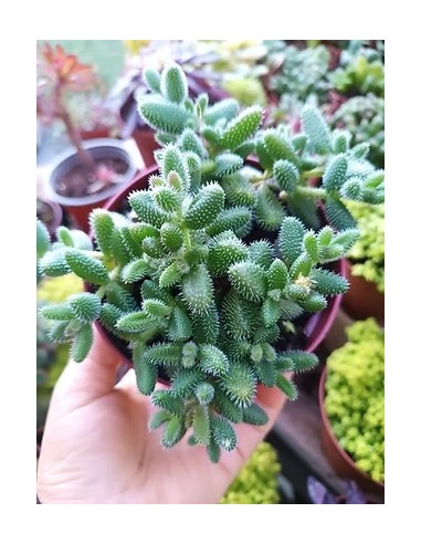 Delosperma Echinatum Englisch M12 suculenta resistente para jardines y terrazas