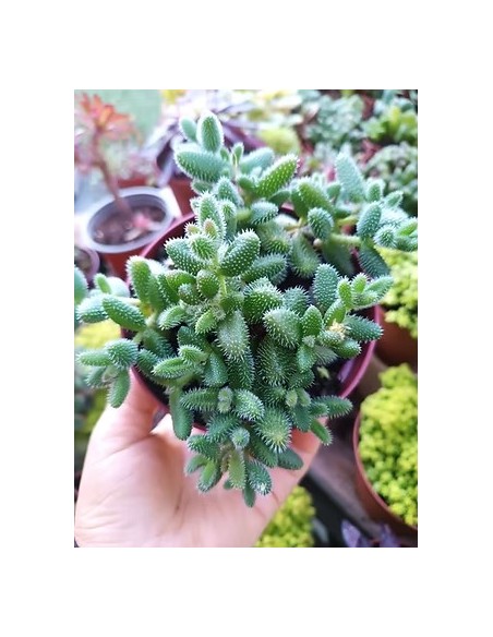 Delosperma Echinatum Englisch M12 suculenta resistente para jardines y terrazas