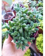 Delosperma Echinatum Englisch M12 suculenta resistente para jardines y terrazas