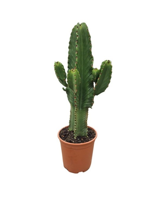 EUPHORBIA