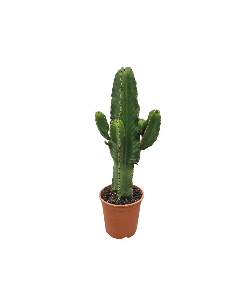 EUPHORBIA