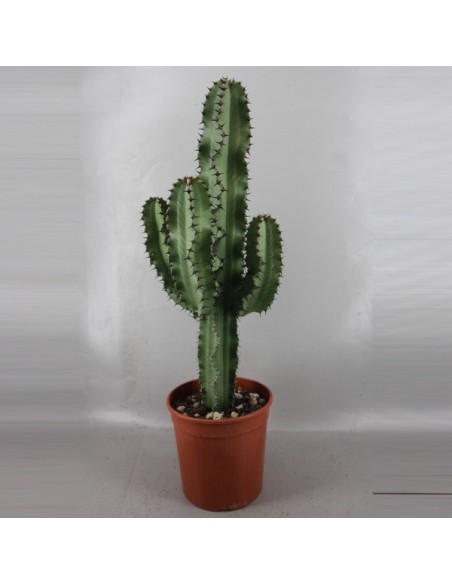 Euphorbia Ingens M19 planta suculenta resistente para interiores y exteriores