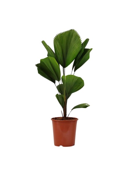 Licual Grandis 19 cm palmera ornamental tropical de interior y exterior