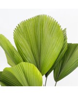 Licual Grandis 19 cm palmera ornamental tropical de interior y exterior