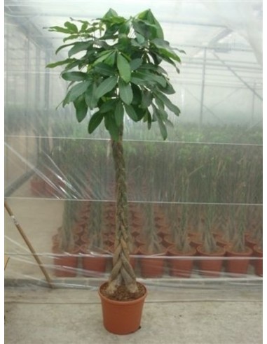 Pachira Aquatica Árbol del Dinero  Planta Tropical de Interior Fácil Cuidado | Endanea Garden

