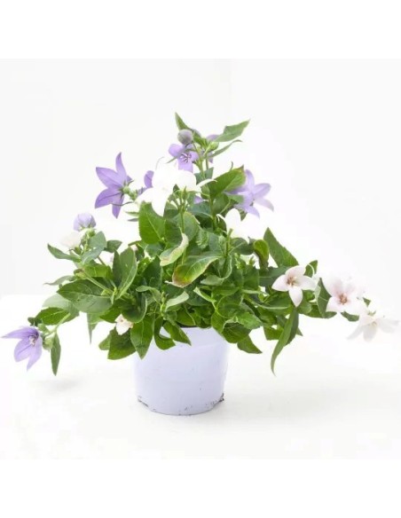 Platicodium M13  Planta Exótica y Elegante para Jardines | Endanea Garden

