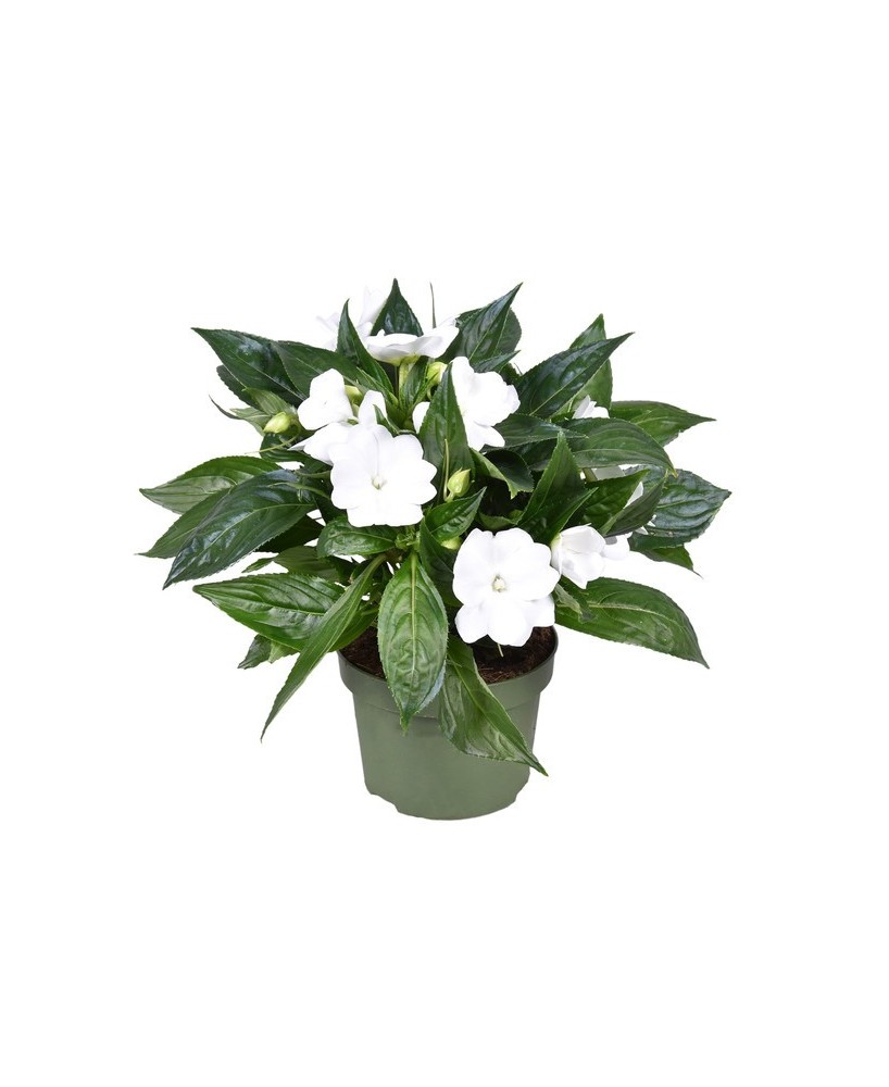Impatiens walleriana Blanco Pack 6  Flores Blancas para Sombra | Endanea Garden


