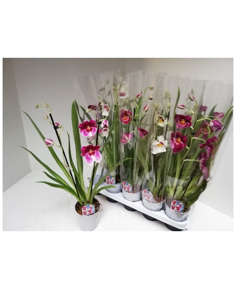 Miltonia 2T Orquídea de Dos Tallos - Flores Grandes y Duraderas | Endanea Garden

