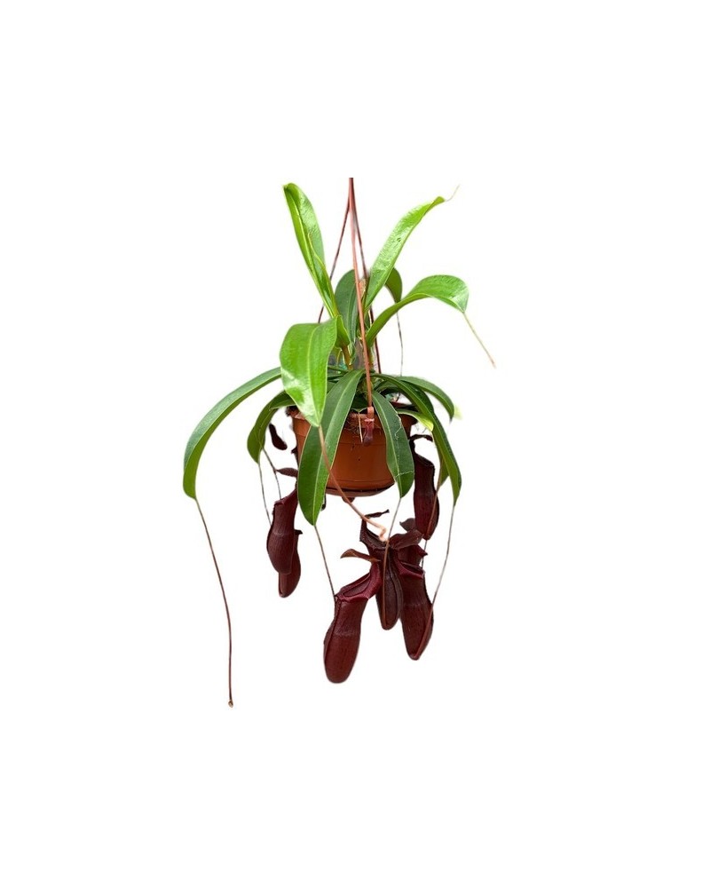 Nephentes Monkey Jars Mix Plantas Carnívoras Tropicales con Jarritas Coloridas
