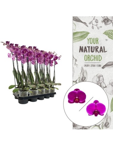 Phalaenopsis 3T 18+ Illa | Orquídea de Interior con 3 Tallos y Flores Grandes

