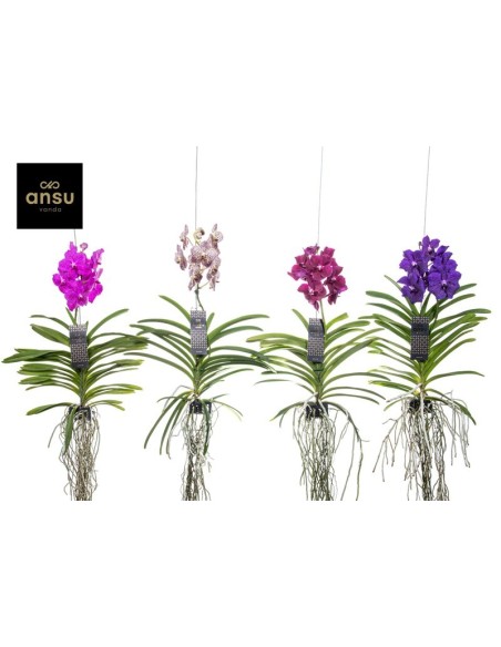 Vanda Hybrid Mix orquídea exótica flores grandes y coloridas Endanea Garden


