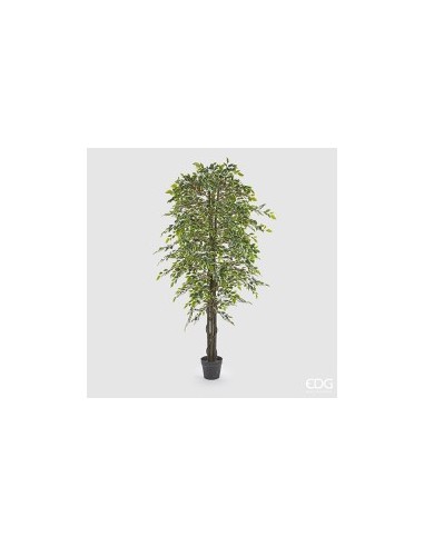 FICUS BENIAM VERDE CON MACETA H180CM