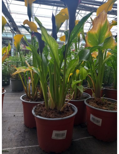 Cala M17/21 KM0 - Planta Ornamental Elegante y Fresca | Endanea Garden

