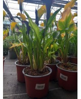 Cala M17/21 KM0 - Planta Ornamental Elegante y Fresca | Endanea Garden

