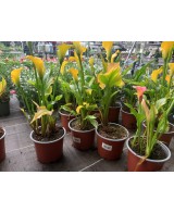 Cala M17/21 KM0 - Planta Ornamental Elegante y Fresca | Endanea Garden

