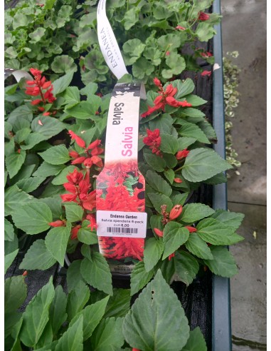 SALVIA SPENDENS 6-PACK