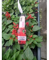SALVIA SPENDENS 6-PACK