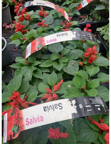 SALVIA SPENDENS 6-PACK