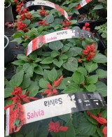 SALVIA SPENDENS 6-PACK