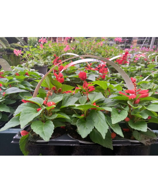 SALVIA SPENDENS 6-PACK