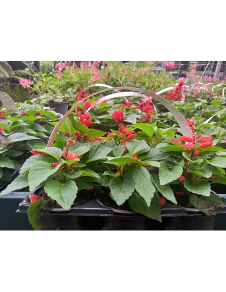 SALVIA SPENDENS 6-PACK