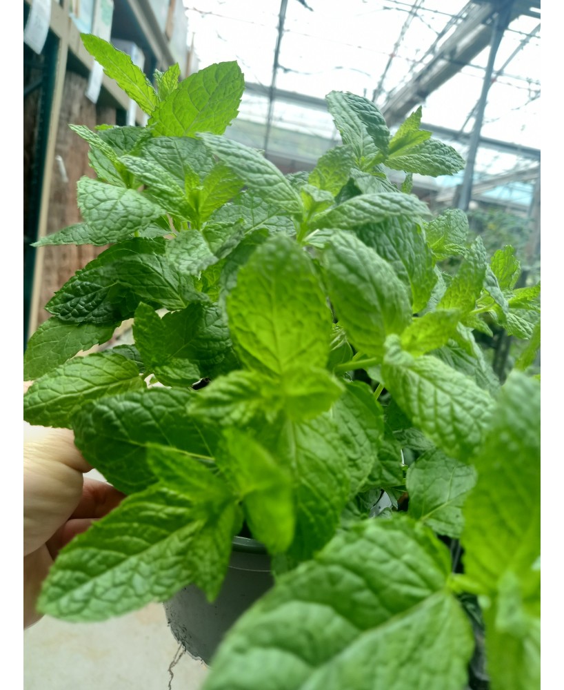 Menta M13 KM0 - Planta Aromática Fresca y Local | Endanea Garden

