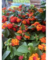 Lantana M13 KM0  Flores Vibrantes y Resistencia | Endanea Garden

