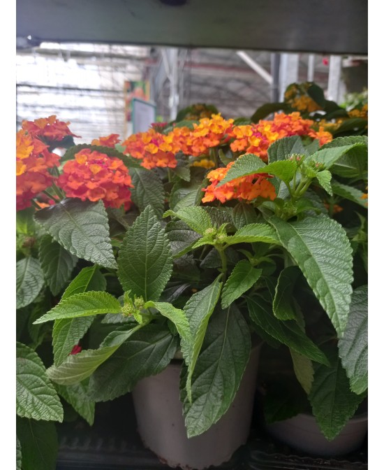 Lantana M13 KM0  Flores Vibrantes y Resistencia | Endanea Garden

