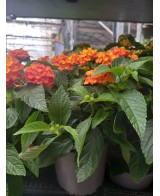 Lantana M13 KM0  Flores Vibrantes y Resistencia | Endanea Garden

