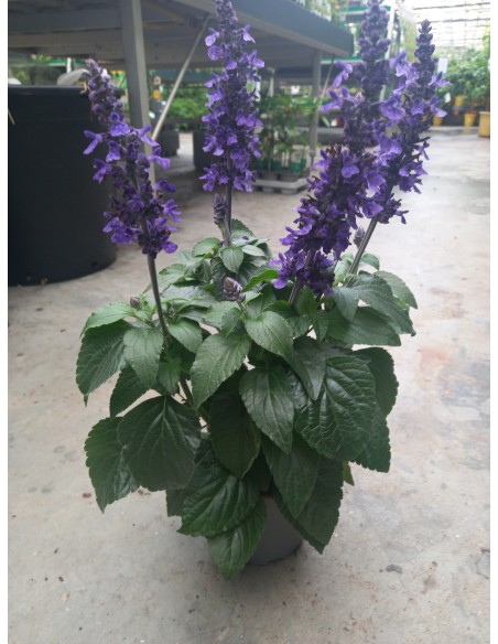 Salvia Mix | Planta Perenne con Flores Multicolores y Aroma Cautivador

