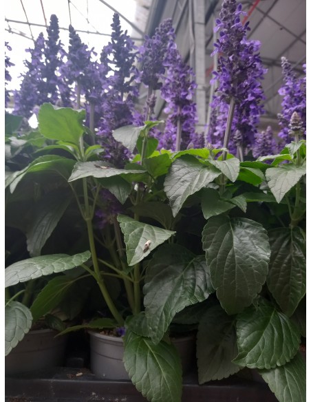 Salvia Mix | Planta Perenne con Flores Multicolores y Aroma Cautivador

