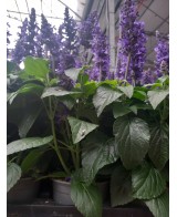 Salvia Mix | Planta Perenne con Flores Multicolores y Aroma Cautivador

