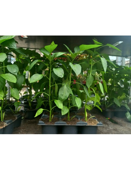 PIMIENTO BARQUETA LAMUYO KM0