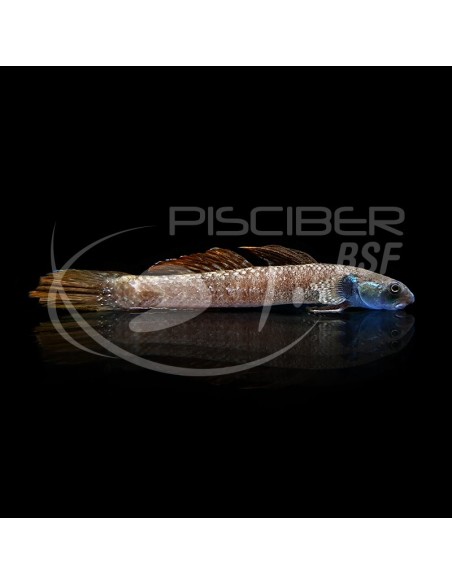 GOBIO ARCOIRIS 5-6CM - STIPHOIDON ORNATUS