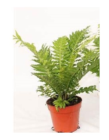 Blechnum helecho elegante para interiores sombra y jardines sombreados Endanea Garden

