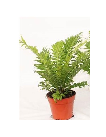 Blechnum helecho elegante para interiores sombra y jardines sombreados Endanea Garden


