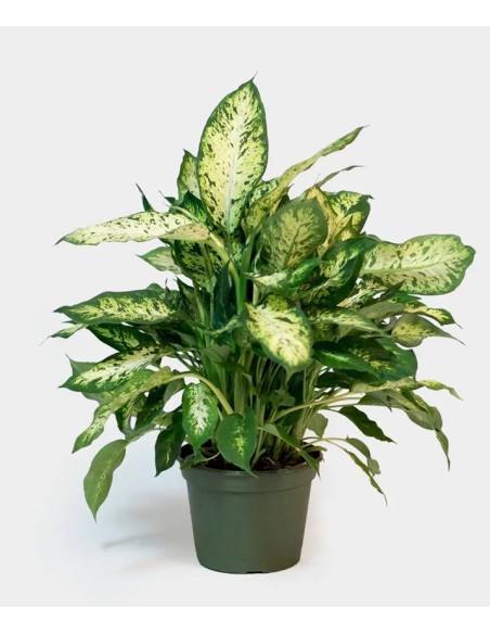 Dieffenbachia planta tropical de interior hojas grandes y jaspeadas


