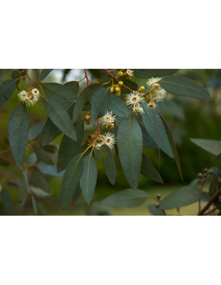 Eucaliptus  Planta Aromática de Crecimiento Rápido para Jardín o Interior | Endanea Garden

