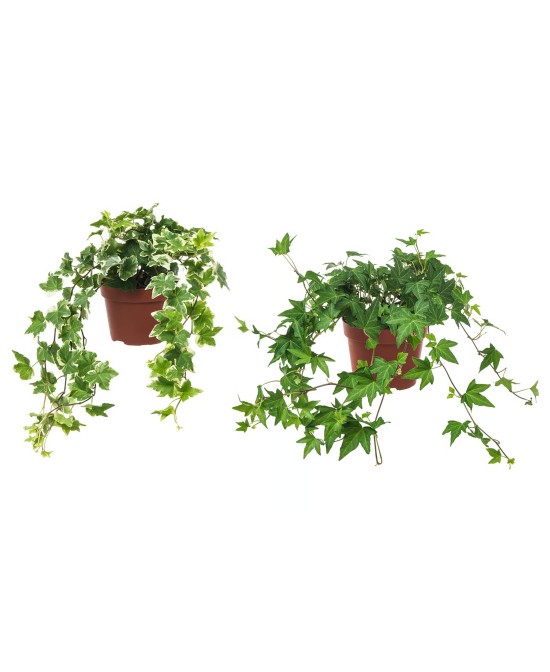 Hedera (Hiedra) - Planta Trepadora y Colgante de Follaje Verde Intenso

