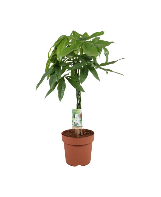 Pachira Aquatica - Árbol del Dinero con Tronco Trenzado para Interior | Endanea Garden

