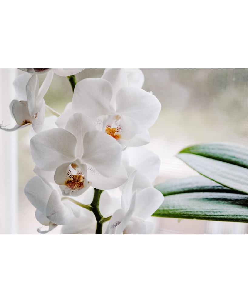 Phalaenopsis Orquídea Mariposa  Flores Duraderas y Elegancia Interior | Endanea Garden

