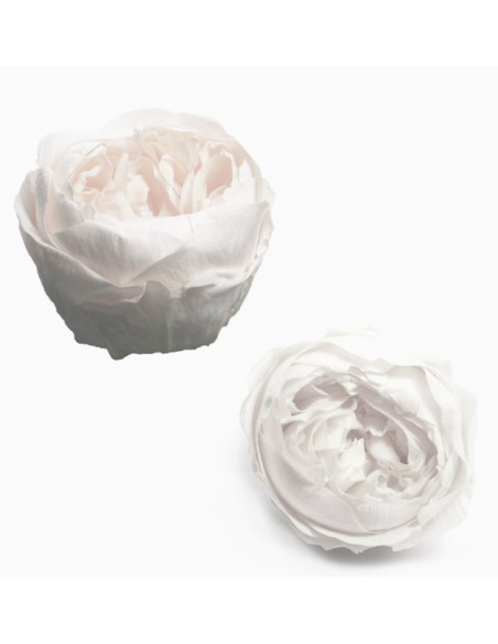 ROSAS PRESERVADAS ROSA AMOR CAJA 6 UNI