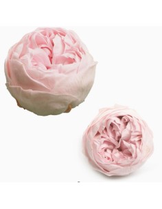 ROSAS PRESERVADAS ROSA AMOR CAJA 6UNI