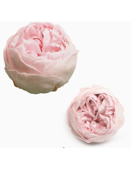 ROSAS PRESERVADAS ROSA AMOR CAJA 6UNI