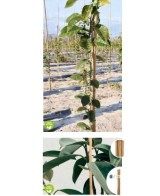 Tutor de Bambú 120x10/12 mm 4 unds soporte plantas jardines huertos macetas