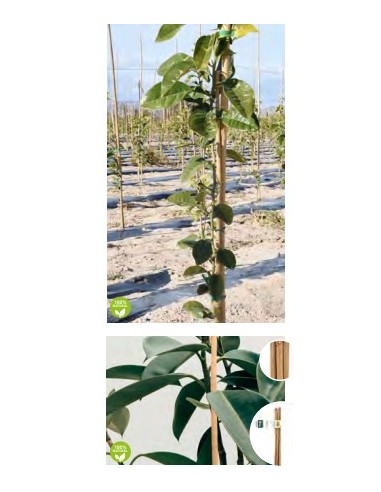 TUTOR BAMBU 180X12 14MMM 2UNDS