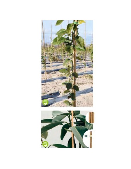 TUTOR BAMBU 180X12 14MMM 2UNDS