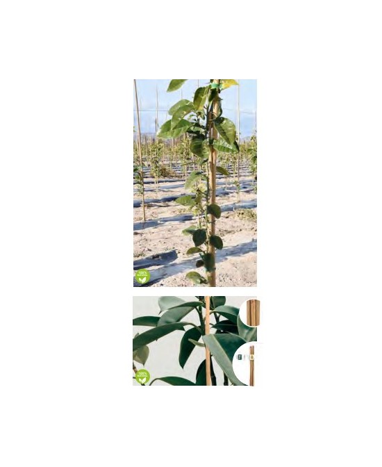 TUTOR BAMBU 210X15/18MM 2UN