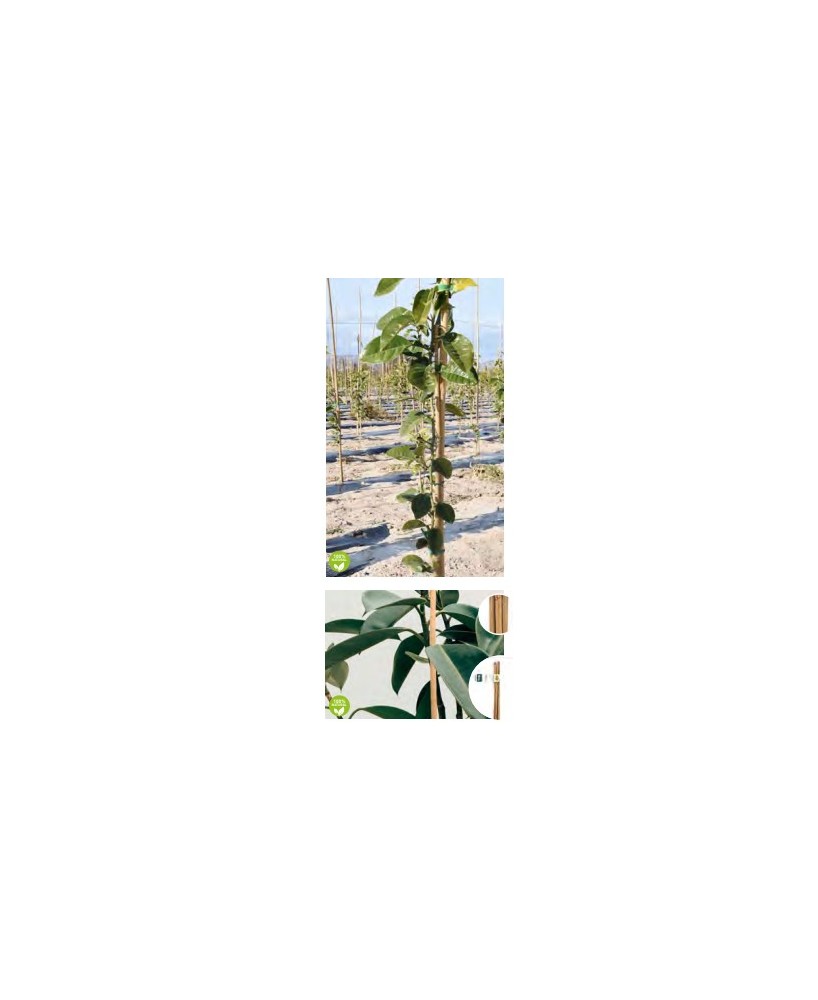 TUTOR BAMBU 210X15/18MM 2UN
